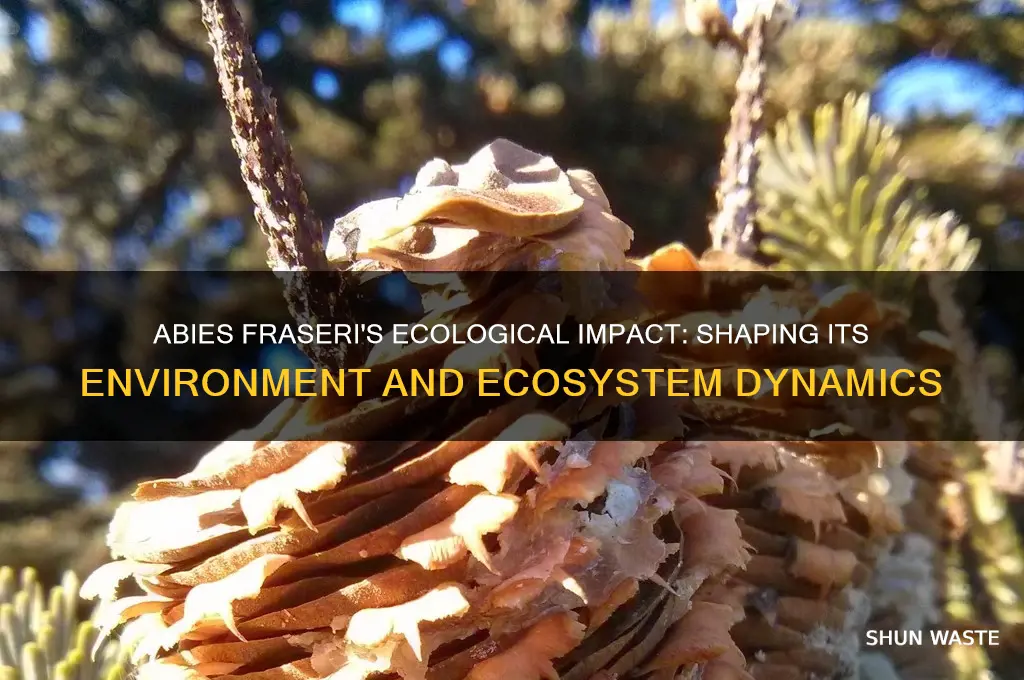 how does abies fraseri affect its environment