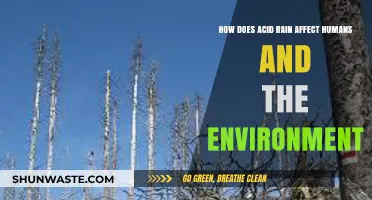 Acid Rain's Impact: Human Health and Environmental Consequences Explained