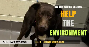 Adopting Pets: A Green Choice to Protect Our Planet