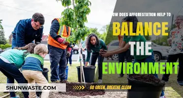 Afforestation's Role in Restoring Environmental Balance and Sustainability