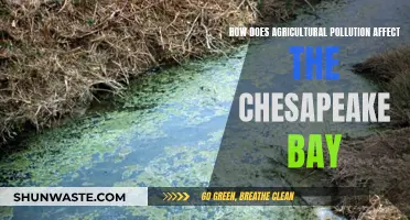 Agricultural Pollution: Chesapeake Bay's Silent Killer