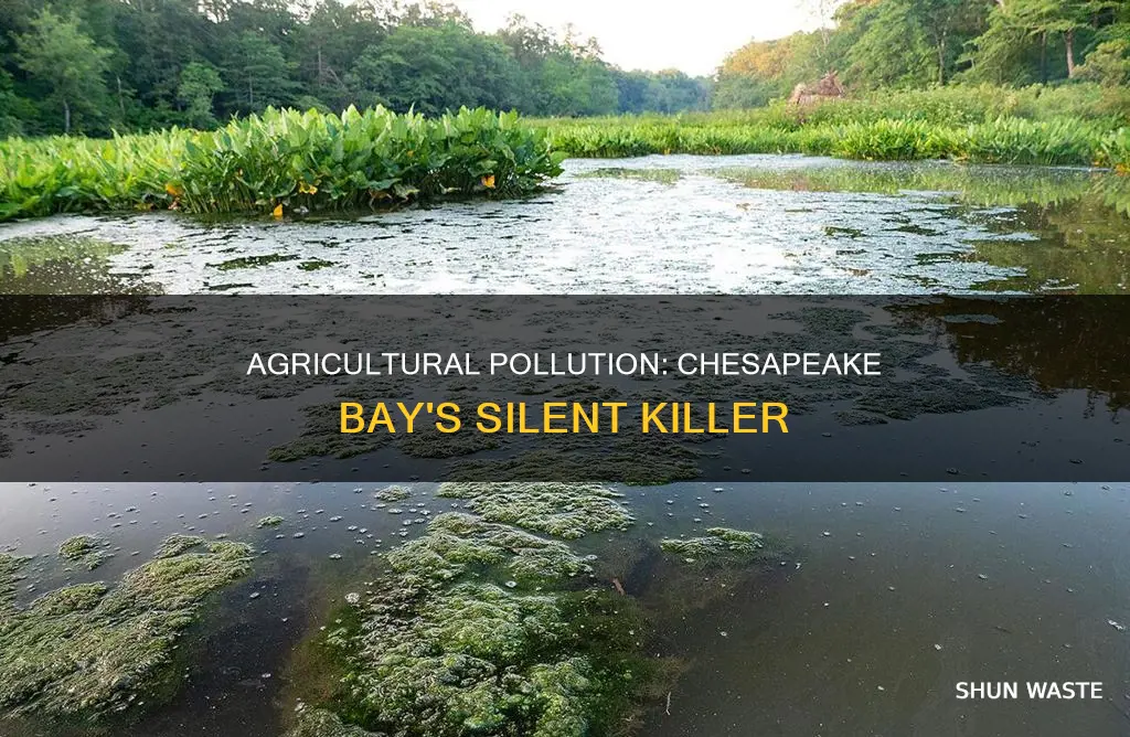 how does agricultural pollution affect the chesapeake bay