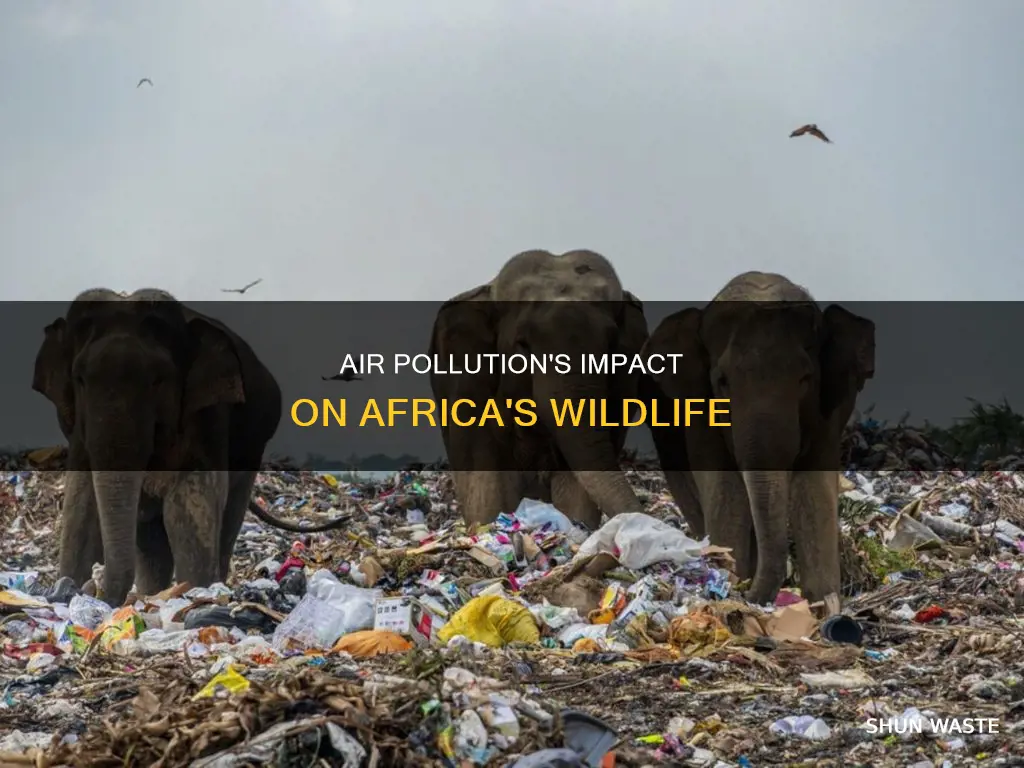 how does air pollution affect animals in africa