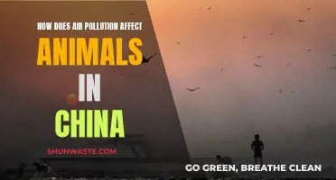 Air Pollution's Impact on China's Wildlife