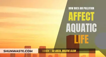 Air Pollution's Impact on Aquatic Life Explained