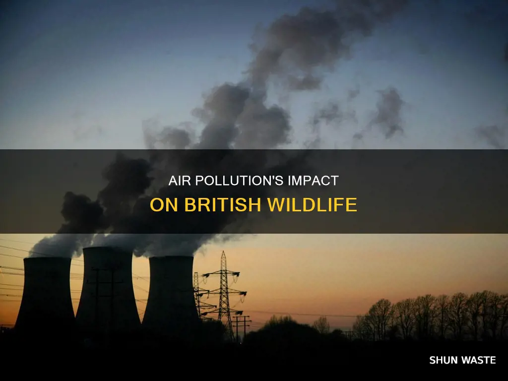 how does air pollution affect british wildlife