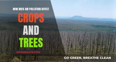 Air Pollution's Impact: Crops and Trees at Risk