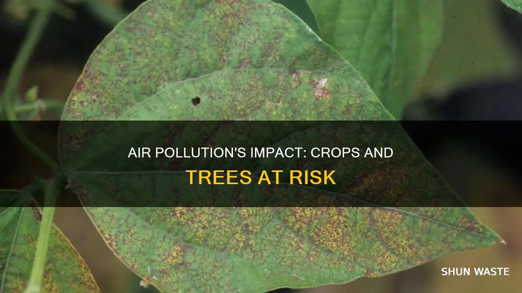 how does air pollution affect crops and trees