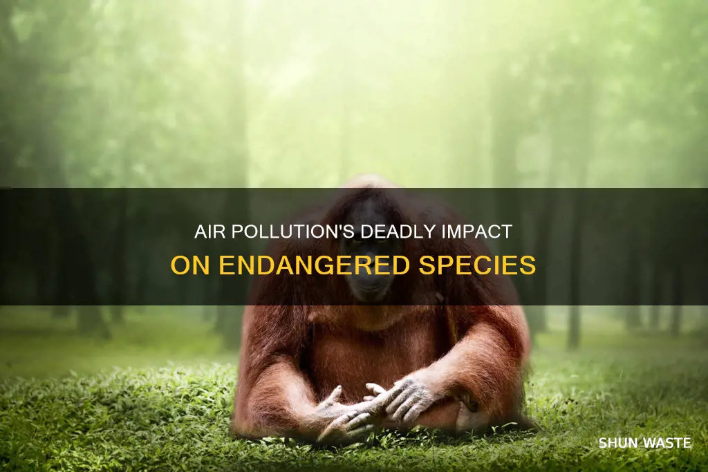 how does air pollution affect endangered animals