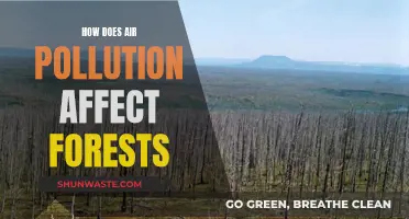 Air Pollution's Impact on Forests: A Growing Concern