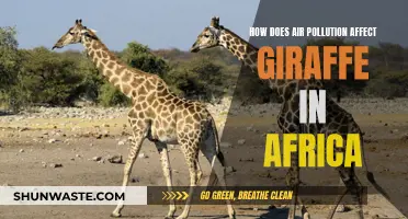 Air Pollution's Impact on Africa's Giraffes