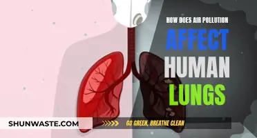 Air Pollution: Damaging Human Lungs and Overall Health