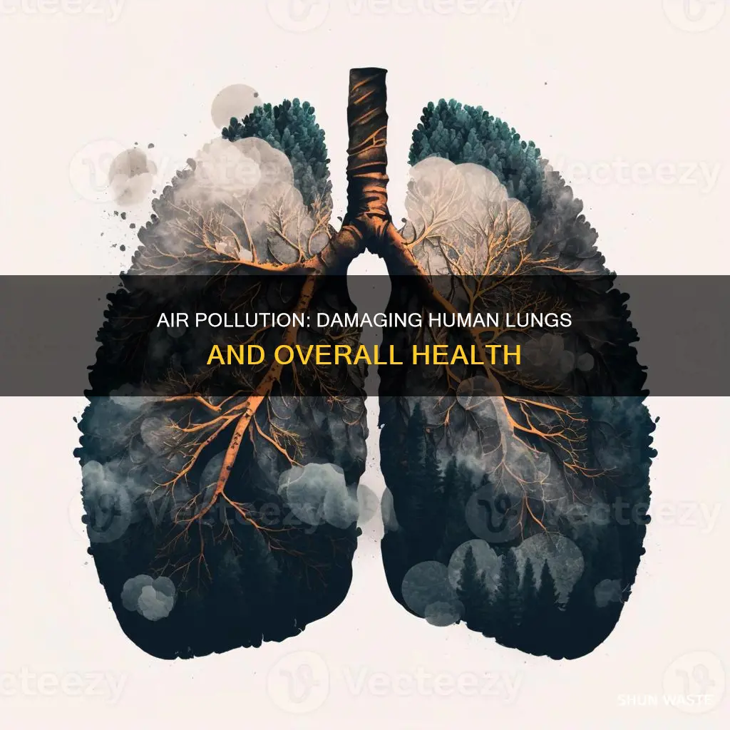 how does air pollution affect human lungs