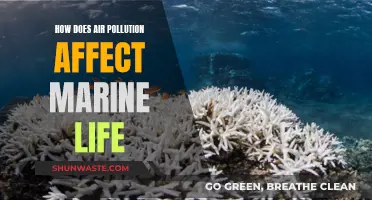 Air Pollution's Impact on Marine Life