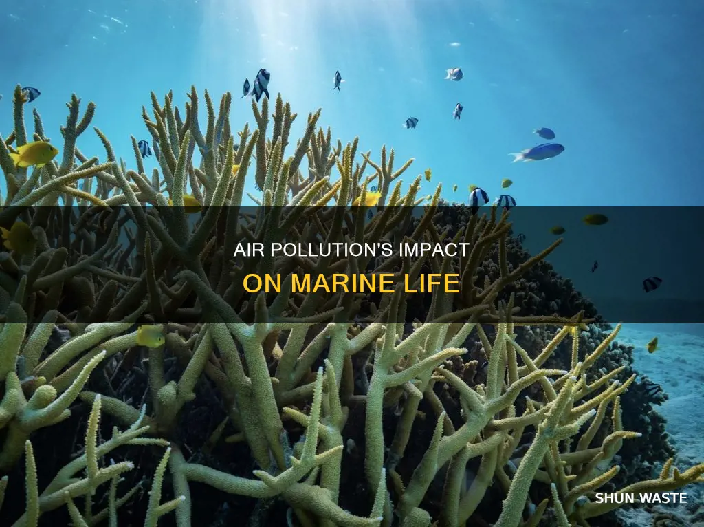 how does air pollution affect marine life