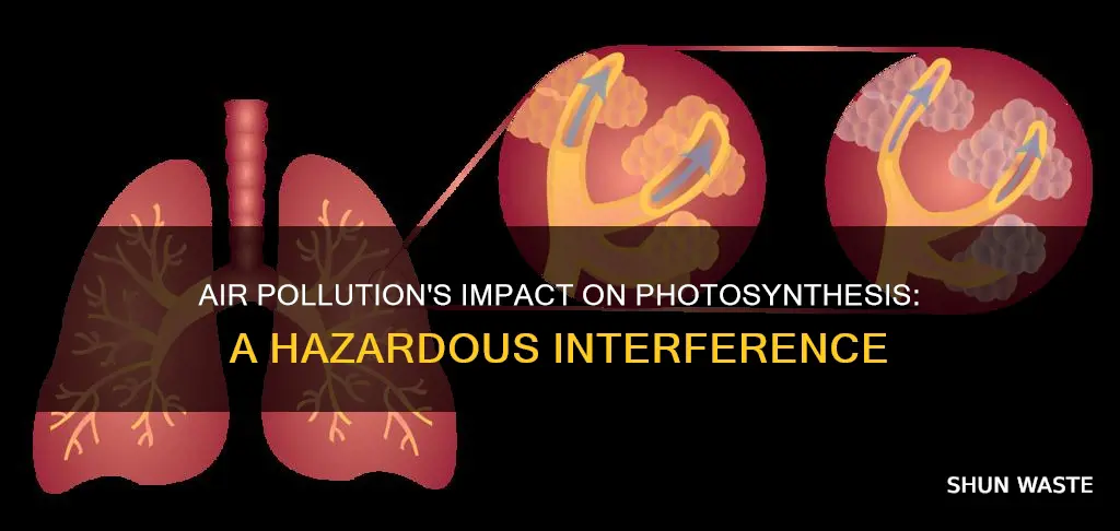 how does air pollution affect photosynthesis