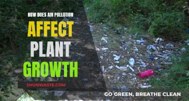 Air Pollution's Impact on Plant Growth and Health