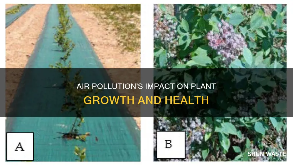 how does air pollution affect plant growth