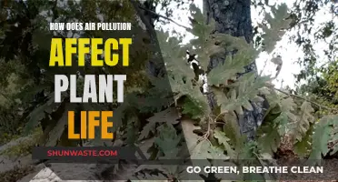 Air Pollution's Impact on Plant Life and Health