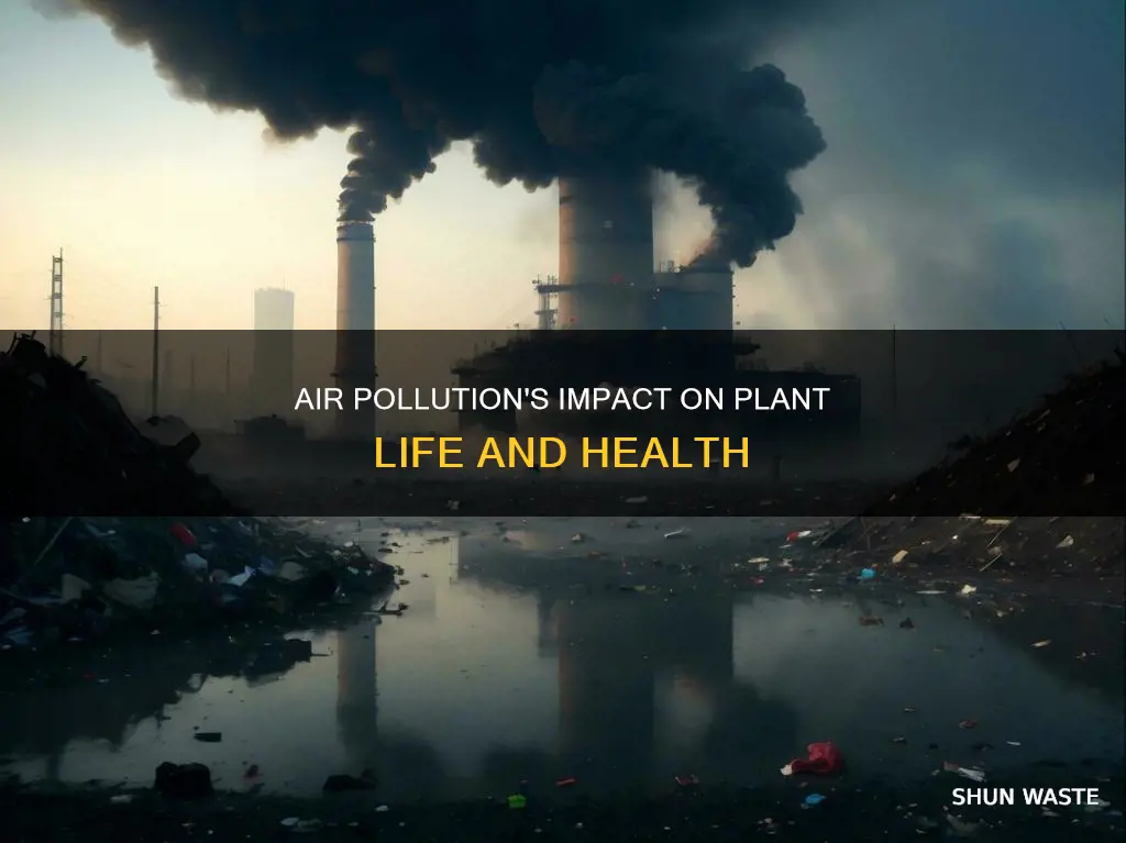 how does air pollution affect plant life