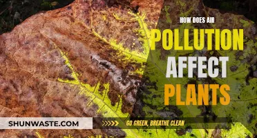 Air Pollution's Impact: Plants Under Threat