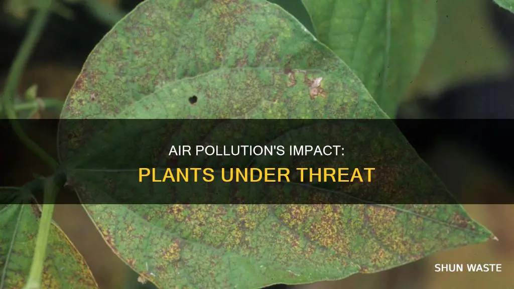 how does air pollution affect plants