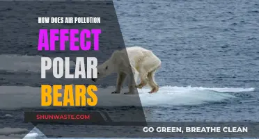 Air Pollution's Impact on Polar Bears' Health and Habitat