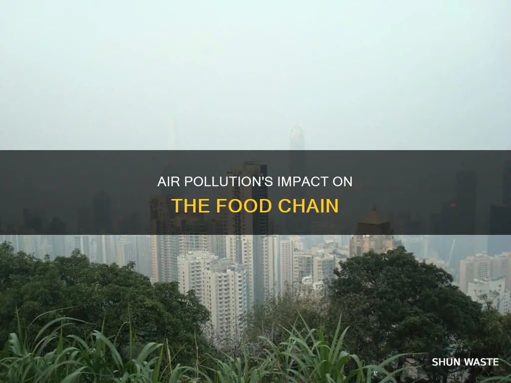 how does air pollution affect the food chain