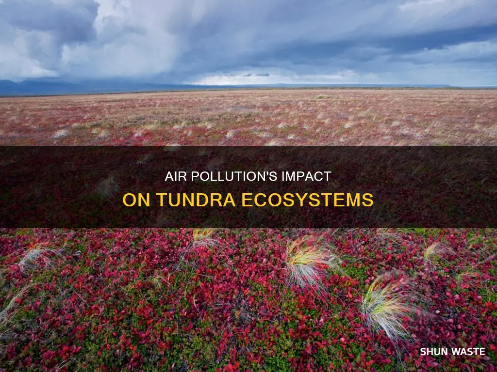 how does air pollution affect the tundra