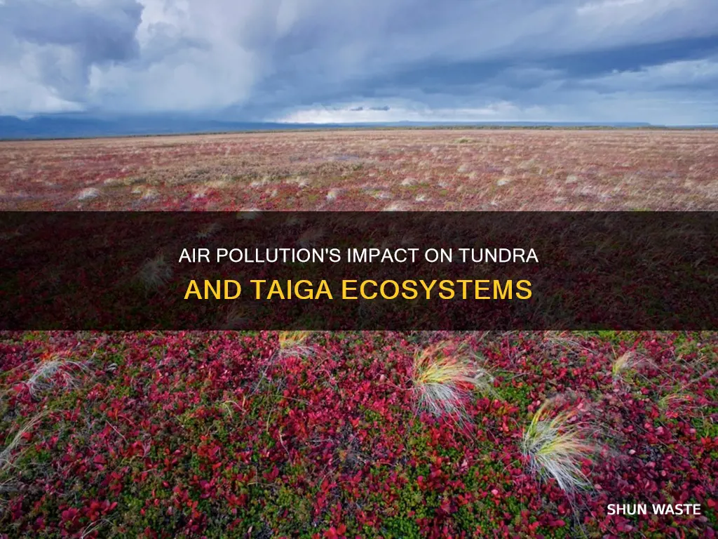 how does air pollution affect tundra taiga