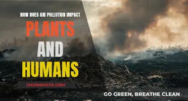 Air Pollution: Harming Humans and Plants