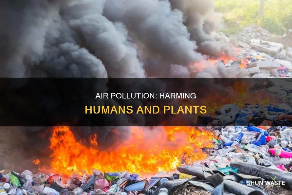 how does air pollution impact plants and humans