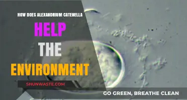 Alexandrium Catenella's Surprising Role in Supporting Marine Ecosystems