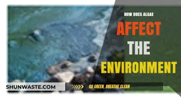 Algae's Environmental Impact: Benefits, Harms, and Ecosystem Balance Explained
