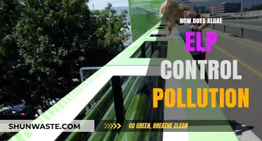 Algae: Pollution Control and Environmental Benefits