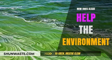 Algae's Environmental Impact: Oxygen Production, Carbon Sequestration, and Ecosystem Support