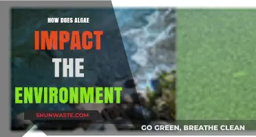 Algae's Environmental Impact: Benefits, Risks, and Ecosystem Balance Explained
