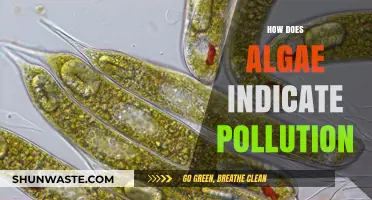Algae: Pollution's Canary in the Coal Mine