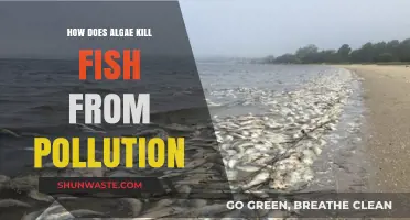 Algae Blooms: A Silent Fish Killer