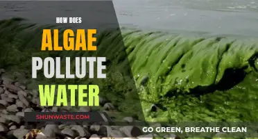 The Green Menace: How Algae Blooms Poison Waterways