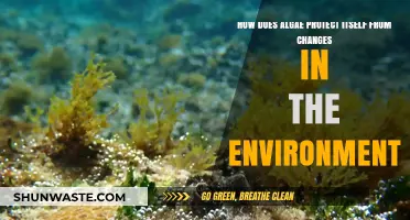 Algae's Survival Strategies: Adapting to Environmental Changes and Threats