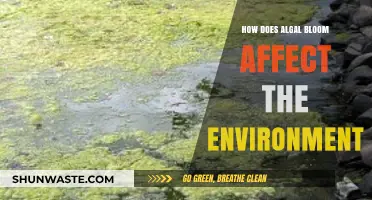 Algal Bloom's Environmental Impact: Threats to Ecosystems and Water Quality