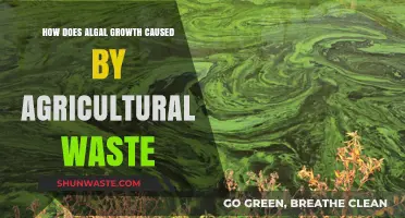 Agricultural Waste Fuels Algal Blooms: Causes, Impacts, and Solutions