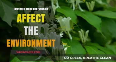 Amur Honeysuckle's Environmental Impact: Invasive Species and Ecosystem Disruption