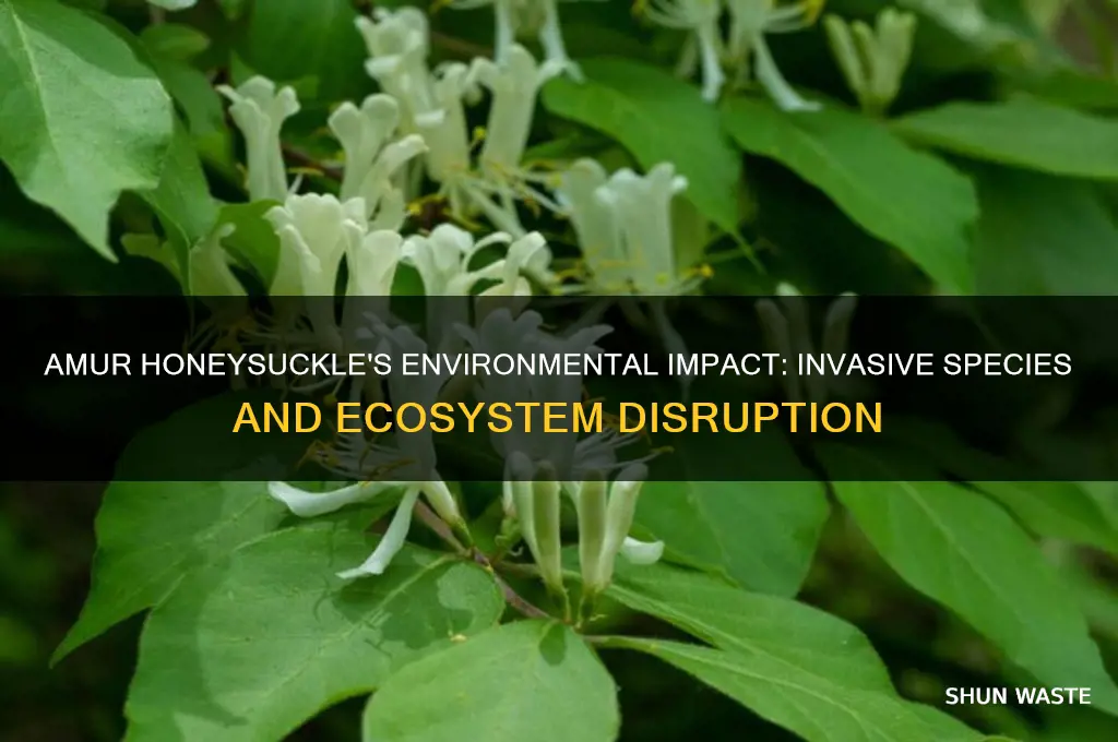 how does amur honeysuckle affect the environment