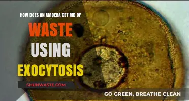 Amoeba's Waste Disposal: The Role of Exocytosis Explained