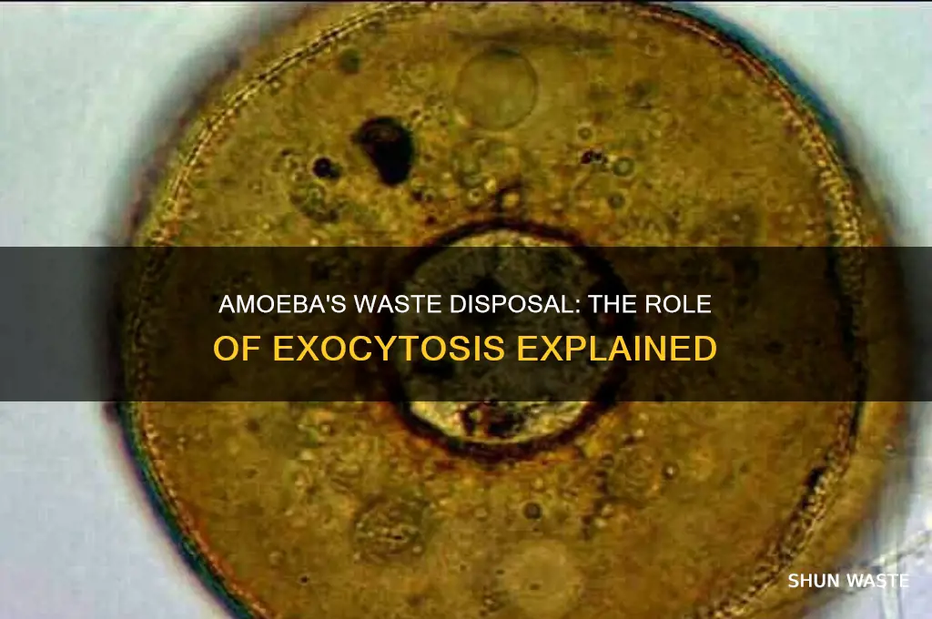 how does an amoeba get rid of waste using exocytosis