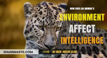 Environmental Influences on Animal Intelligence: Unlocking Cognitive Adaptations and Behaviors