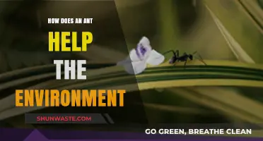 Tiny Titans: How Ants Sustain and Protect Our Ecosystem