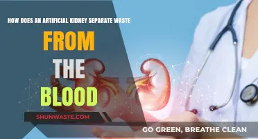 How Artificial Kidneys Filter Waste from Blood: A Detailed Guide